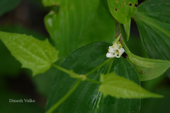 Commelina suffruticosa